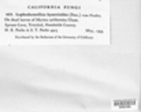 Lophodermium foliicola image